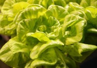 World’s First Robot-Run Farm Is Set To Open In Japan In 2017, Growing Lettuce Healthier, Faster, And Cheaper