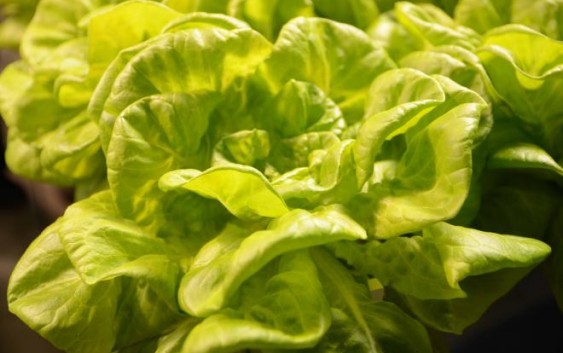 World’s First Robot-Run Farm Is Set To Open In Japan In 2017, Growing Lettuce Healthier, Faster, And Cheaper