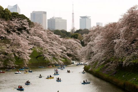 Japan Sees Pink as Sakura Burst Forth with Flowers Japan Sees Pink as Sakura Burst Forth with Flowers